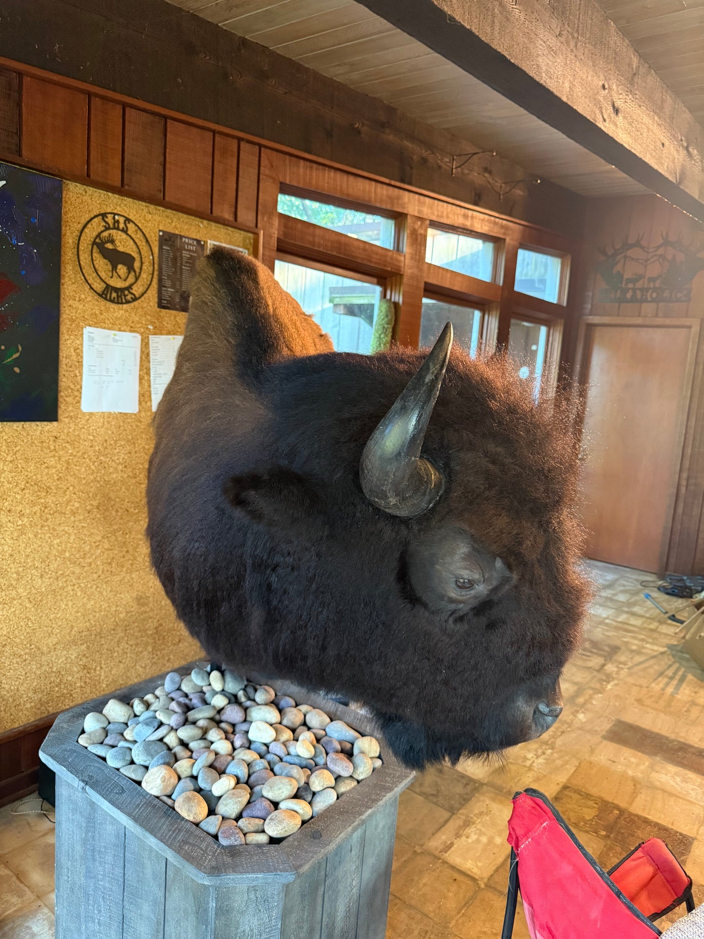 Bison Pedestal Mount