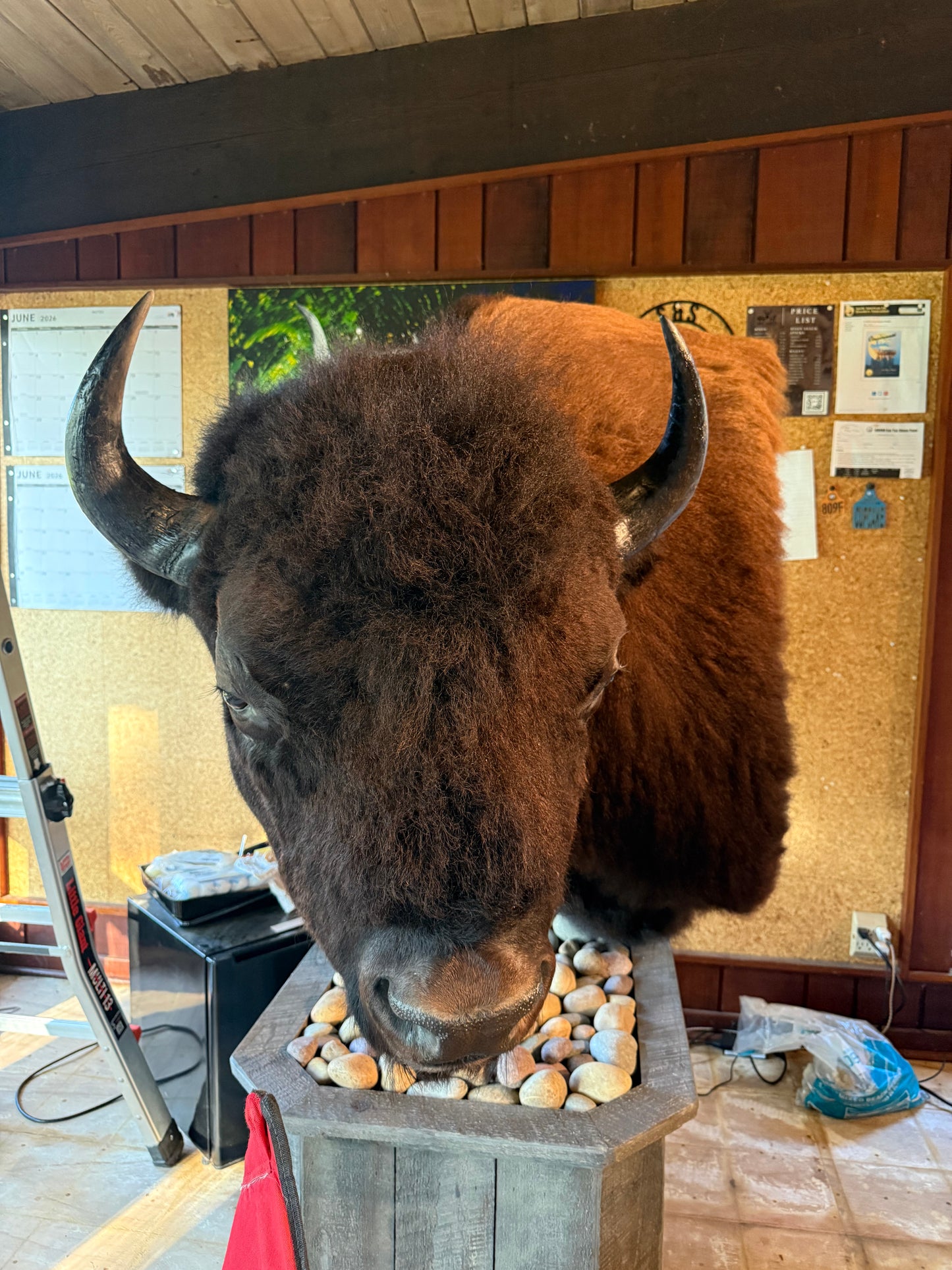 Bison Pedestal Mount