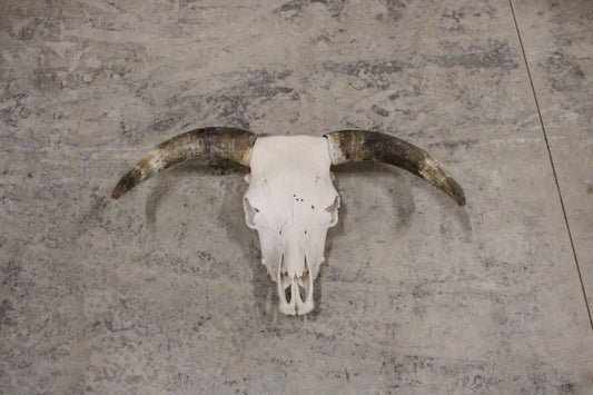 Highland Bull Skull