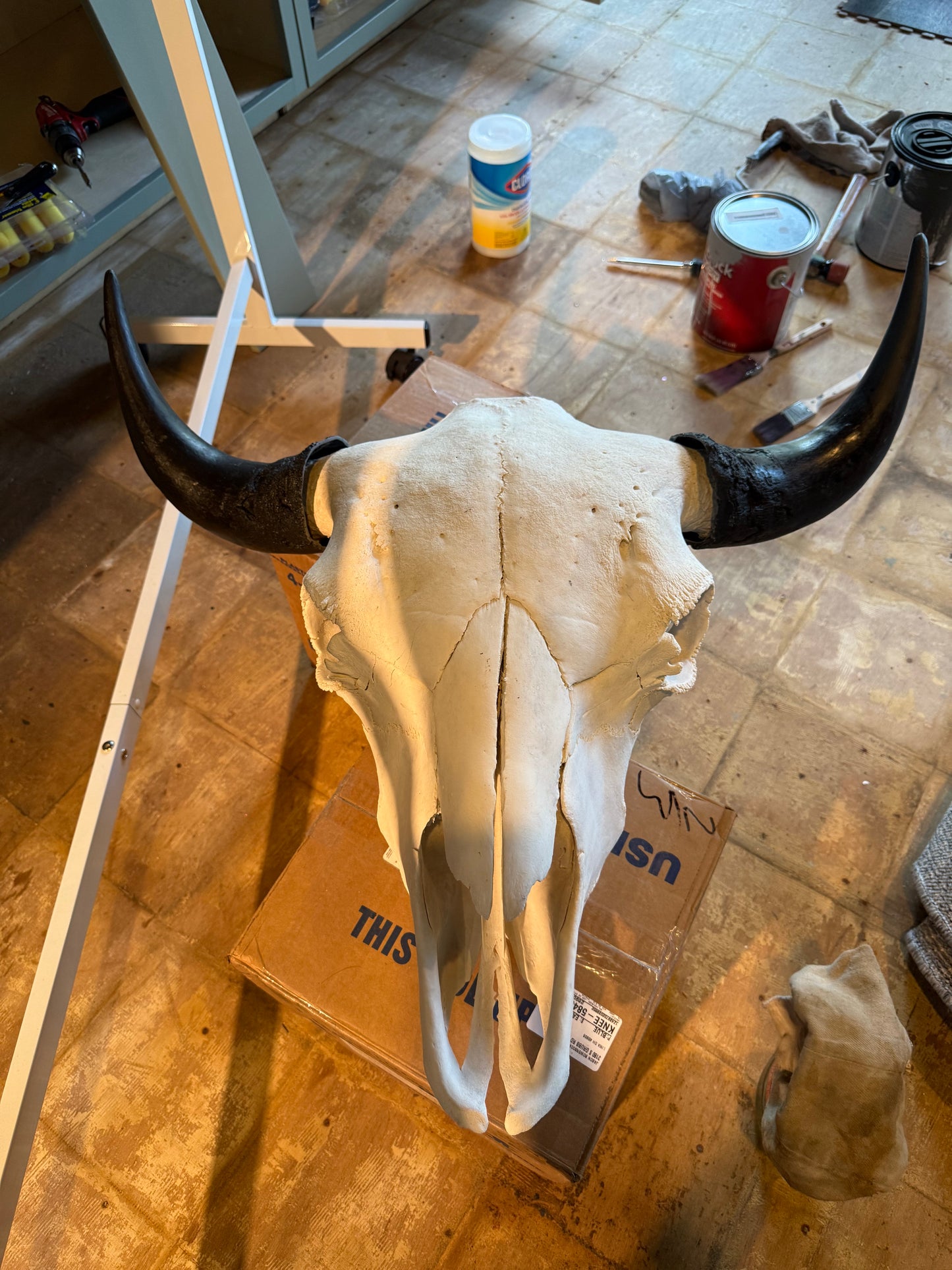 Bison Skull — Large Bull