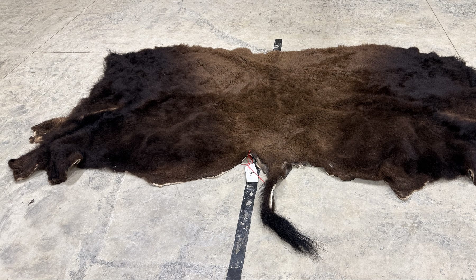 Professionally tanned bison hide, 100 by 55 inches, winter coat with tail intact