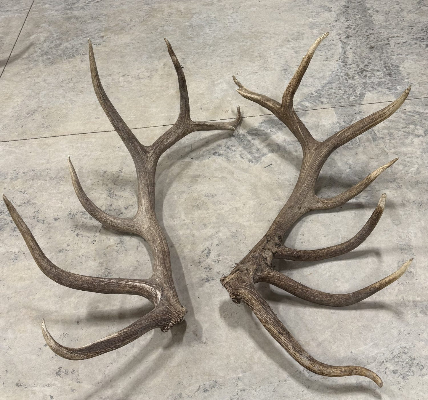 Matched natural-drop antler set from Hurricane, herd sire, at six years old