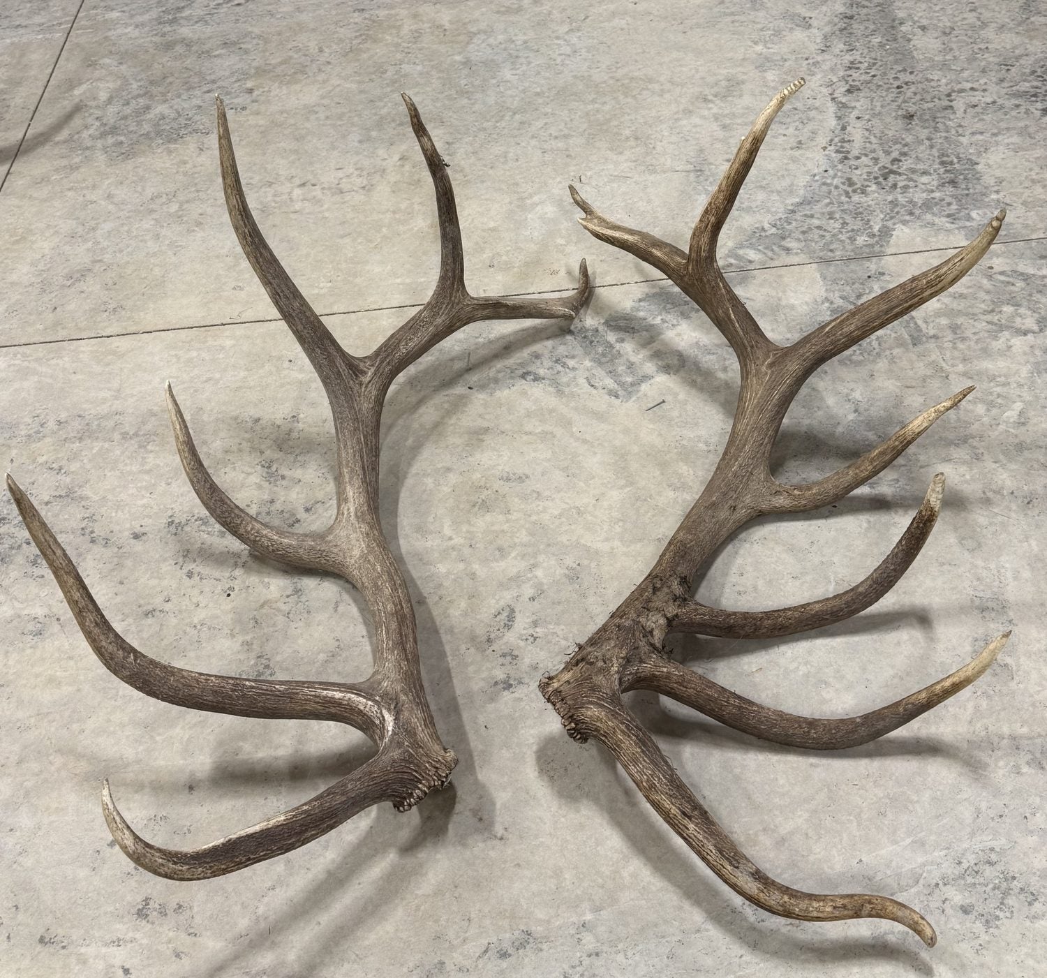 Matched natural-drop antler set from Hurricane, herd sire, at six years old