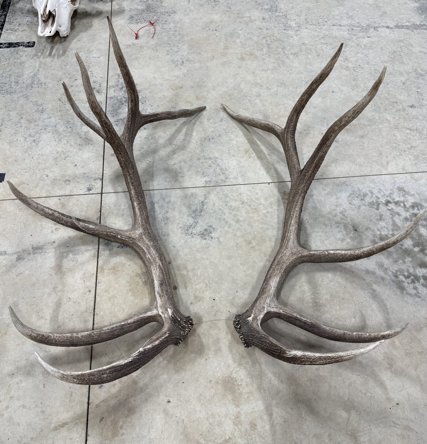 Matched natural-drop antler set from Inferno at four years old